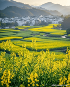 黄山婺源纯玩四天三晚旅逛报价收藏版黄山4日纯